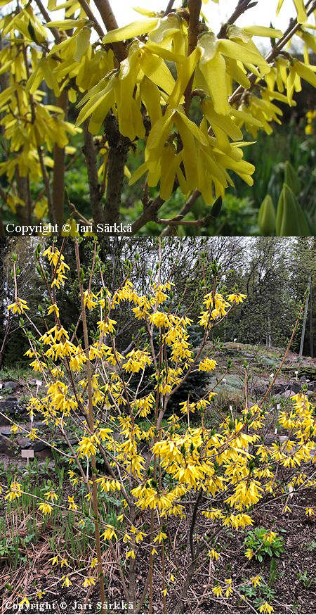 Forsythia 'Northern Gold', jalo-onnenpensas